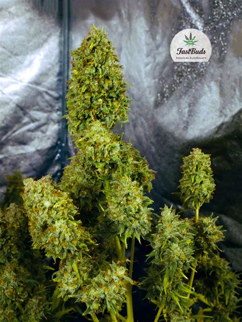 Gorilla Glue Auto X3 Fast Buds Tu Cultivo Growshop Productos Para