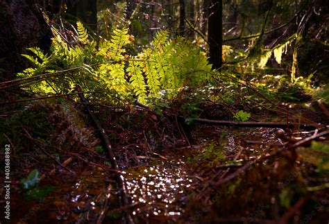 Temperate Rainforest Undergrowth A Lush Pacific Northwest Temperate