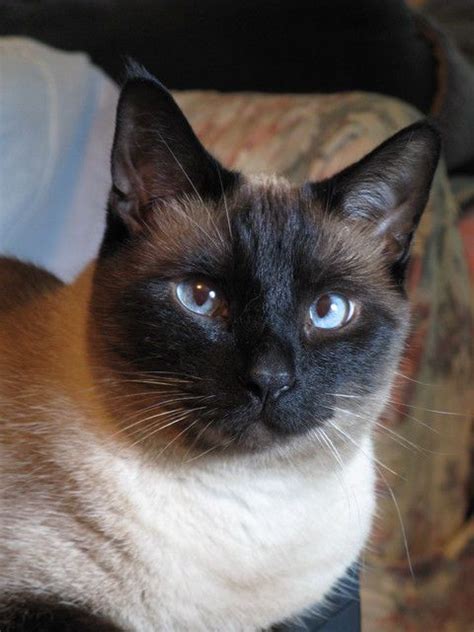 They easily adapt to the sounds and idiosyncrasies of children, often engaging into the middle of the once all of the wonderful features that the balinese offer are more widely known, demand will increase and we will be forced to increase the price to a. Siamese | Balinese cat, Siamese cats, Cat breeds