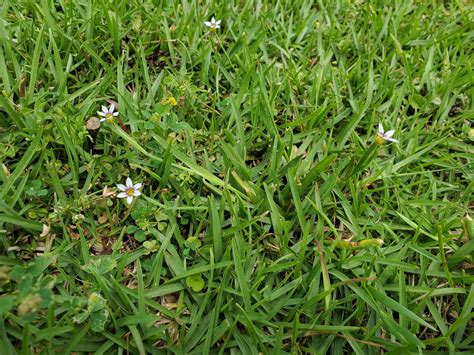 Blue Eyed Grass Annoying Weed Or Pretty Native Plant It Depends Gardening In The Panhandle