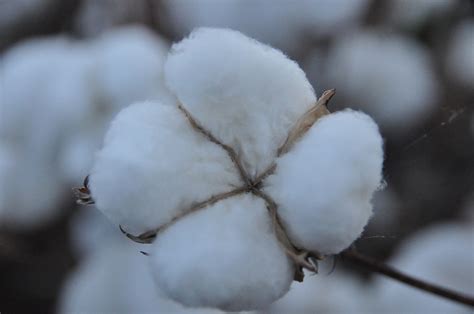 Imagery from Life: A cotton boll