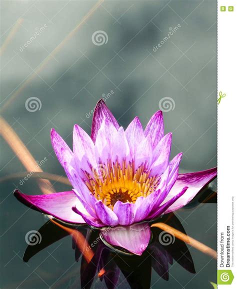Munson , sontuoso cultivar dai petali vellutati viola scuro con centro bianco gesso. Fiore Rosa E Viola Loto/della Ninfea Con Il Centro Giallo ...