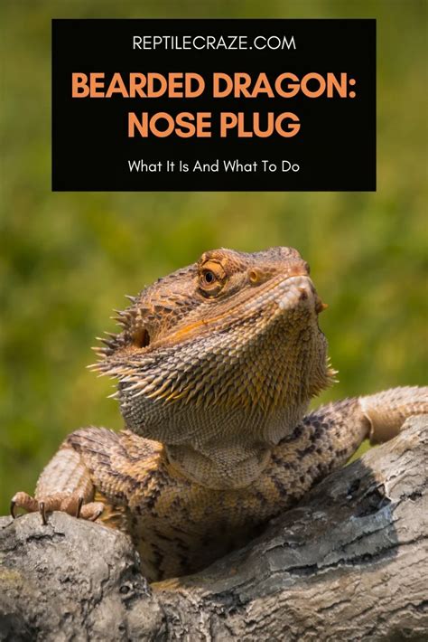 Mucus In Bearded Dragon Poop What It Means And What To Do Reptile Craze