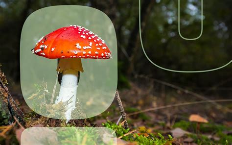 How To Identify Poisonous Mushrooms Environment Co