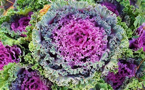 Seeds Edible Cabbage Decorative Kale Ornamental Fringed