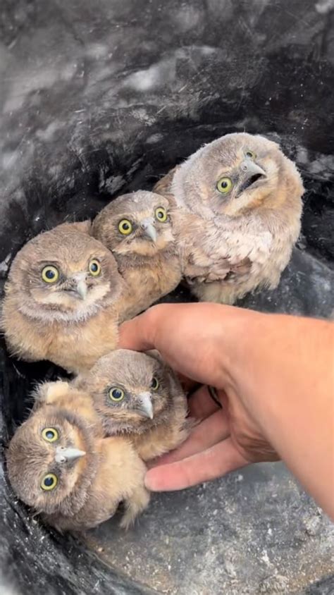 Wildlife Photographer Releases Baby Burrowing Owls Into New Pipe Home
