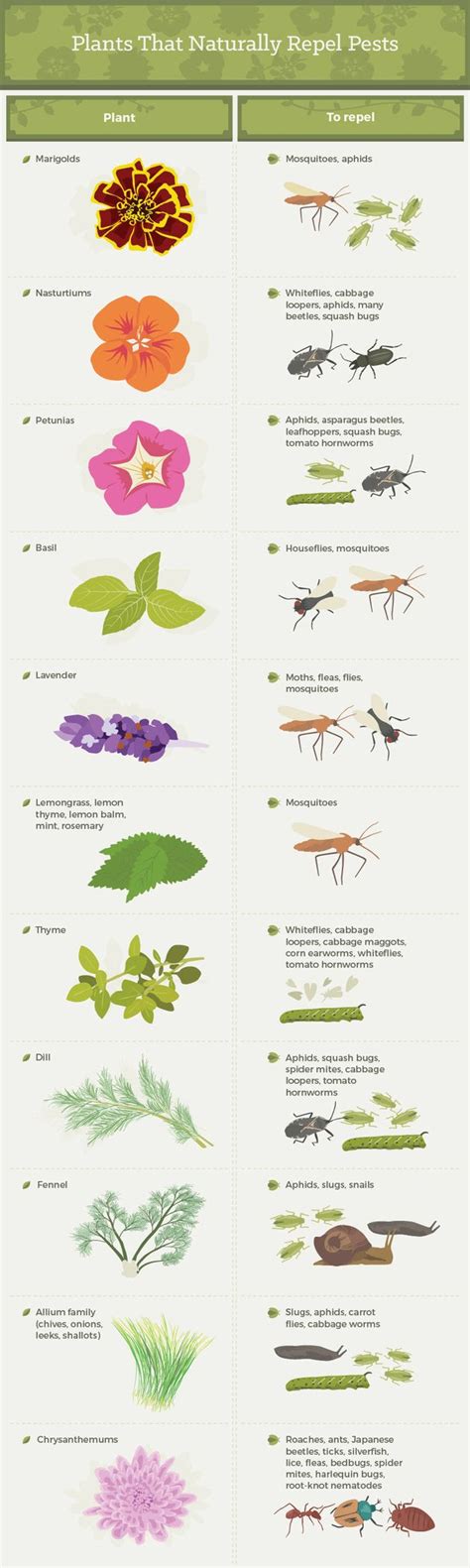 Everything You Need To Know About Getting Rid Of Common Garden Pests