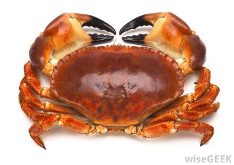 What Are The Different Types Of Crab With Pictures