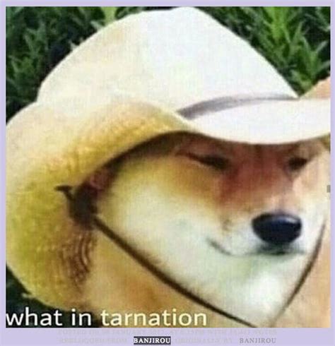 What In Tarnation Is The Wot In Tarnation Meme