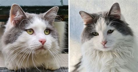 Maine Coon And Ragdoll Mix Everything You Need To Know