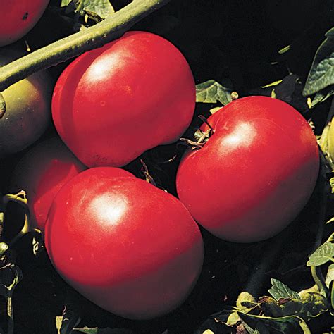 Supersonic Hybrid Tomato Hybrid Tomato Seeds Totally Tomatoes