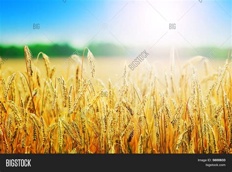 Yellow Wheat Field Image And Photo Free Trial Bigstock