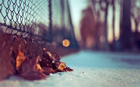 Selective Focus Photography Of Dried Leaves Hd Wallpaper Wallpaper Flare