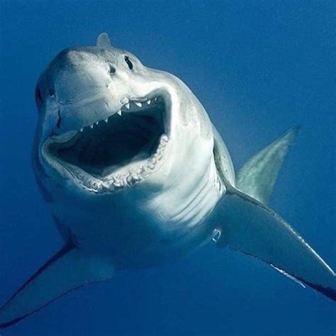 Pin By Karen Young On Smile Shark Pictures Cute Shark Shark Photos