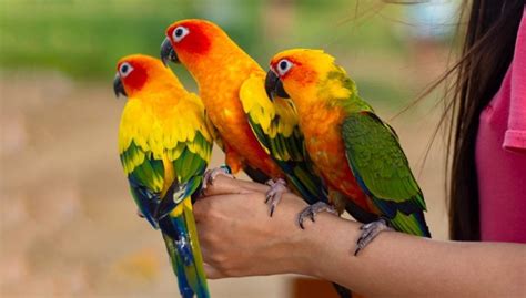Best Pet Birds For Beginners The Ultimate Bird Owners Guide