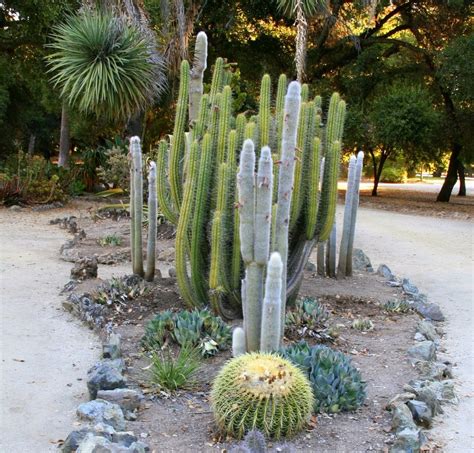 Photos For The Arizona Cactus Garden At Stanford University Yelp