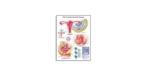 The Female Genital Organs Chart Vr1532l 1001568 335512 Leermiddelen