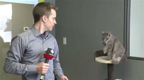 CBC Reporter Interrupted By Cat YouTube