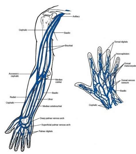 Labeled Diagram Of Arm Veins Arm Veins Veins