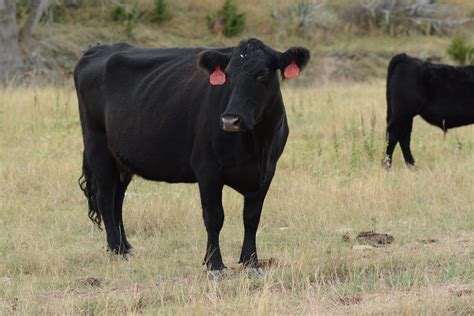 beef cattle rezfoods resep masakan indonesia