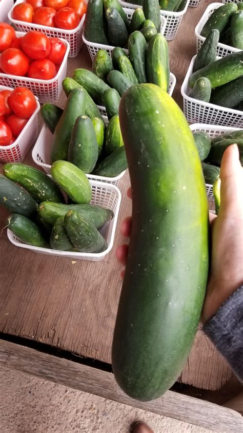 The Biggest Cucumber Ive Ever Seen Rpics