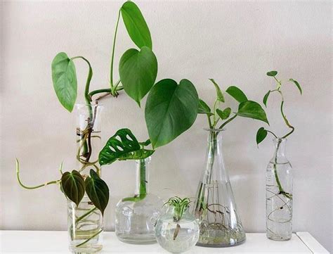 Learn How To Propagate Your Plant Cuttings In Water