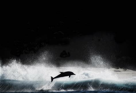 Download Animal Dolphin 4k Ultra Hd Wallpaper