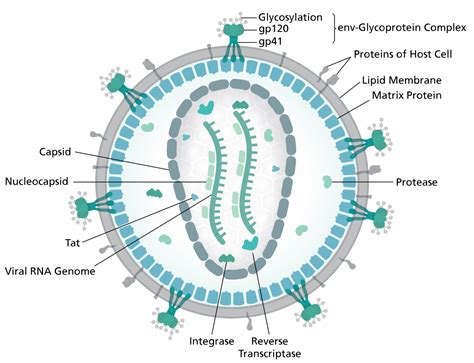 Structure Genome And Proteins Of Hiv Online Biology Notes