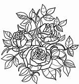 Coloring Roses Rose Printable Flowers Flower sketch template