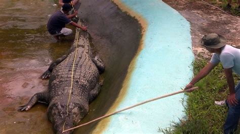 world s largest saltwater crocodile in captivity dies in the philippines