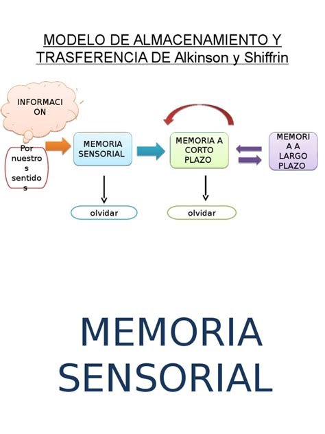 Memoria Sensorial Pdf