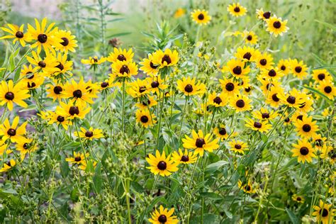 Black Eyed Susans Plant Care And Growing Guide Trendradars