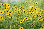How to Grow and Care for Black-Eyed Susan