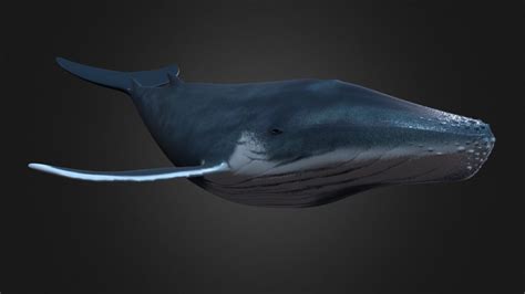 humpback whale 3d model by nate77 [6984fec] sketchfab