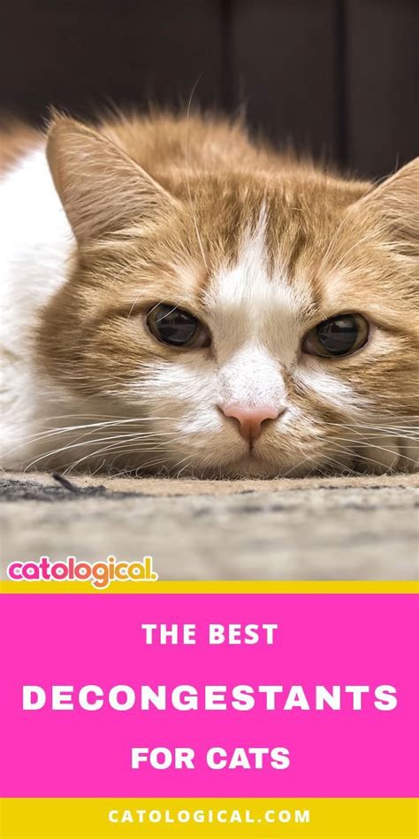 However, there can be more serious reasons why your cat keeps sneezing. Best Decongestants For Cats | Cat sneezing, Cat care