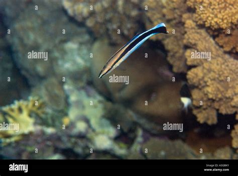 Cleaner Wrasse Labroides Dimidiatus Cleans Cleaning Station Cleaningstation Reef Red Sea