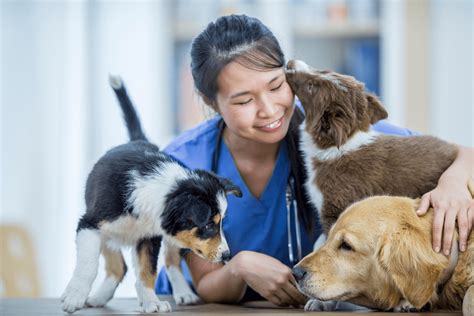 How Long Does It Take To Become A Vet Assistant