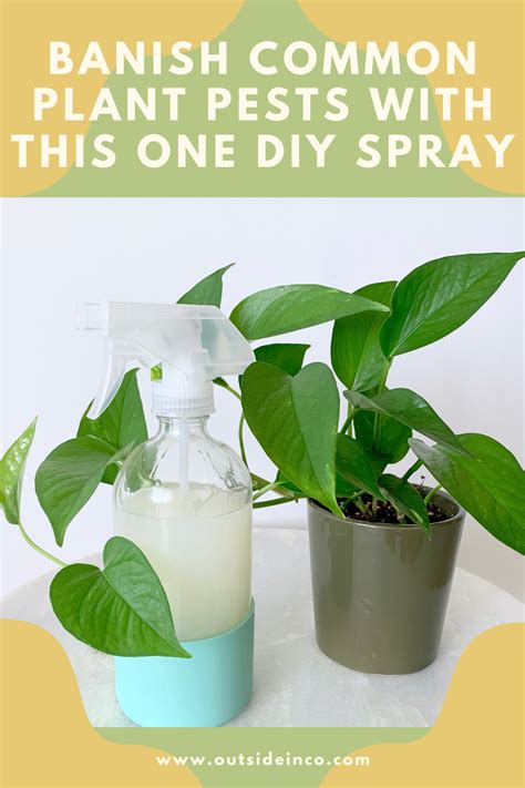 Diy Insecticidal Plant Spray Artofit