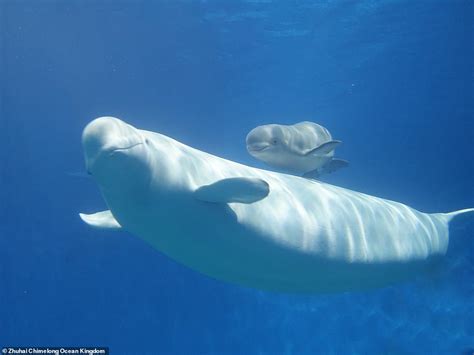 Three Baby Beluga Whales Swim Alongside Their Mothers As