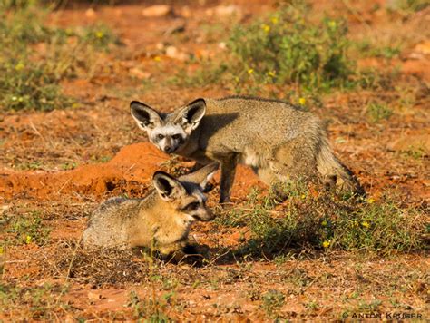 4 Fun Facts About The Bat Eared Fox Africa Geographic