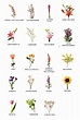 Nombres de flores, Nombres de hierbas, Gráfico de flores