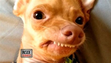 Tuna Once Abandoned Dog With Severe Overbite Turns Into Viral