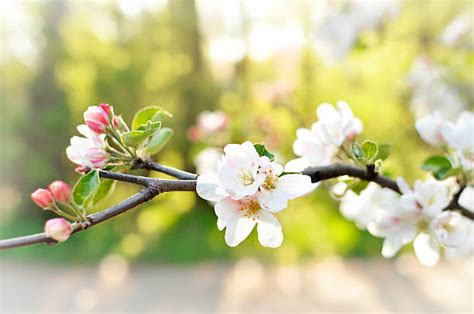Apple Blossom Pictures Images And Stock Photos Istock