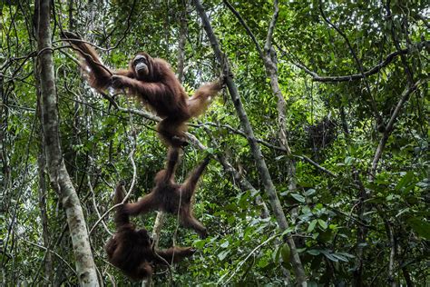 A Refuge For Orangutans And A Quandary For Environmentalists The New