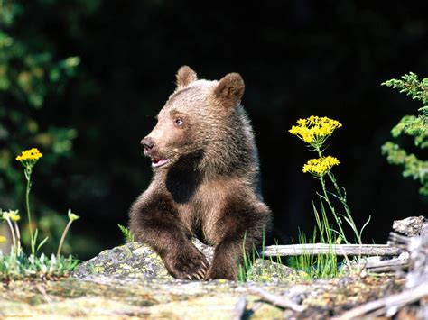 Encyclopaedia Of Babies Of Beautiful Wild Animals The Brown Bear Cub