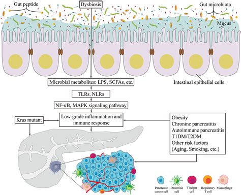 Frontiers Gut Microbiota Its Potential Roles In Pancreatic Cancer