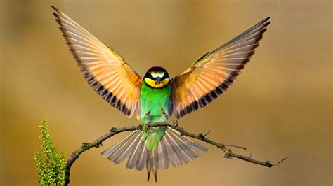 Bee Eater With Wings Spread Image Abyss