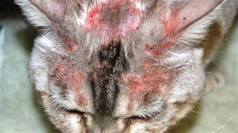 Cat Miliary Dermatitis Cat Skin Dermatitis Dandruff Causes