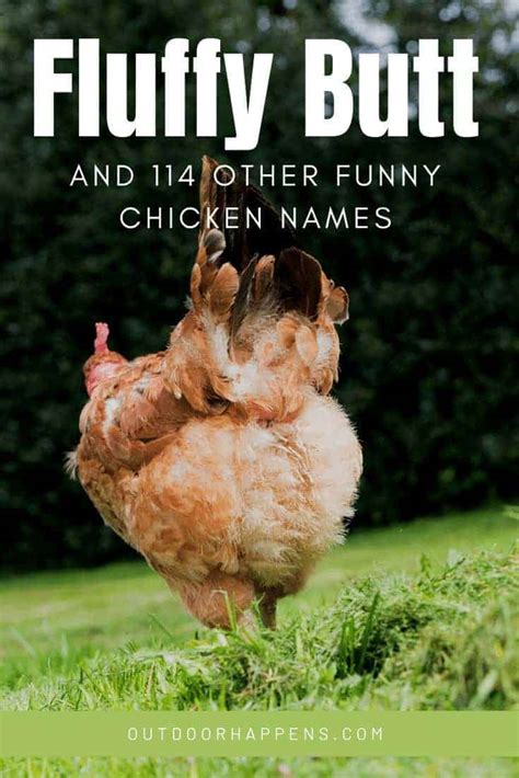 313 Cute And Funny Chicken Names Almighty List For Hens And Roosters