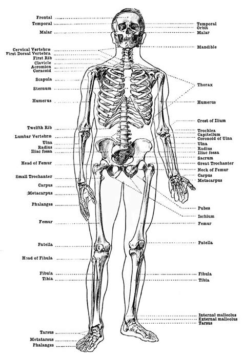 Labeled Skeleton Front View Of Male Skeleton Human Anatomy
